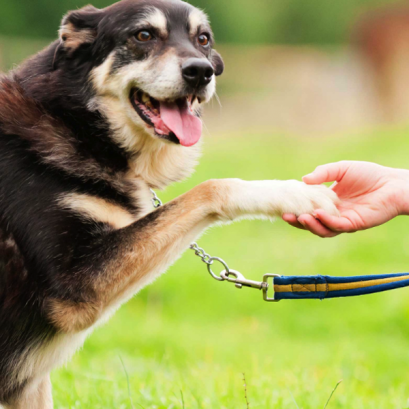 ฝึกสุนัข (Training Dog)